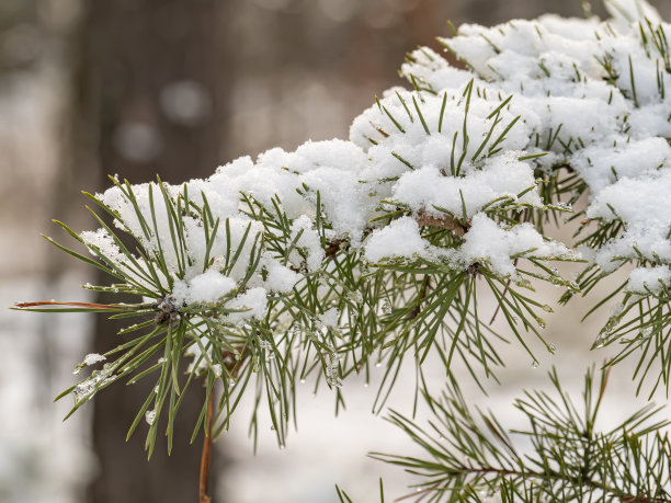 白色背景上的蓝色雪花-冬季圣诞装饰