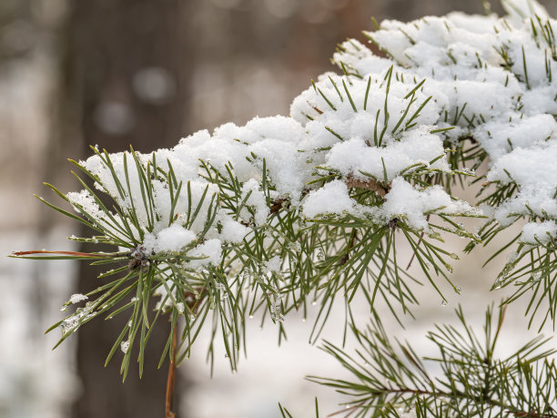 积雪寒冷小雪小寒大寒