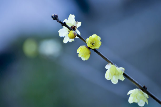 李子树实拍