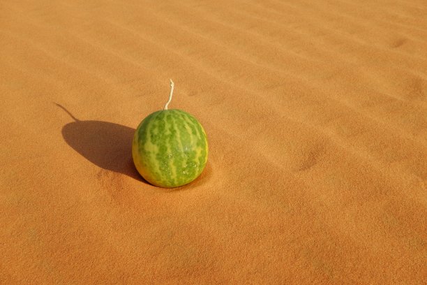 夏天概念太阳和西瓜