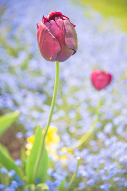 花槽