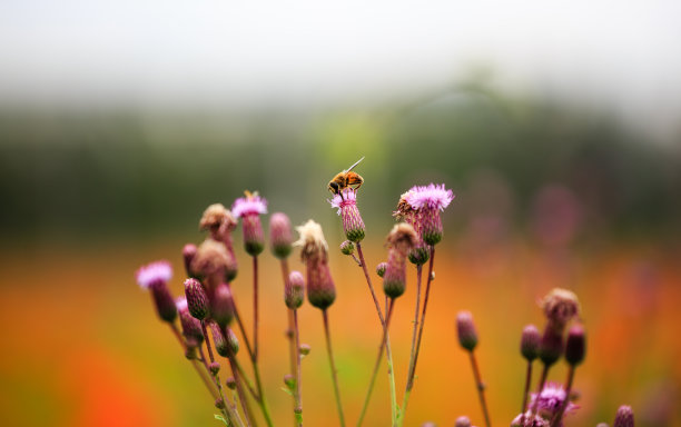 忙碌的季节