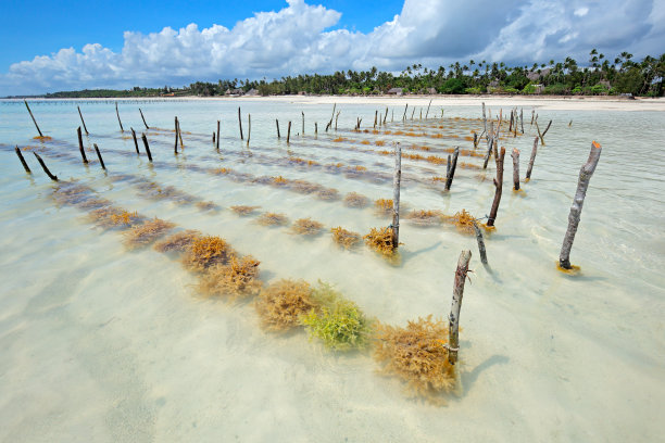 海带种植