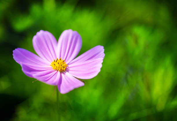 粉色小花,叶子,草地