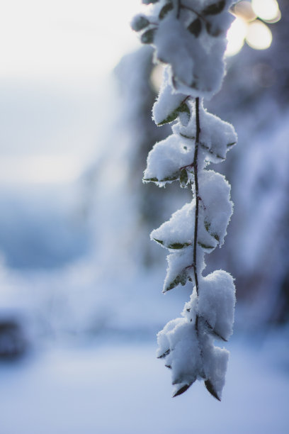 雪地花草图片