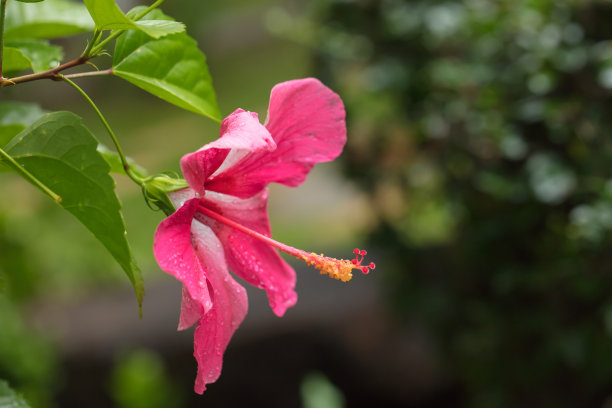 重瓣木芙蓉