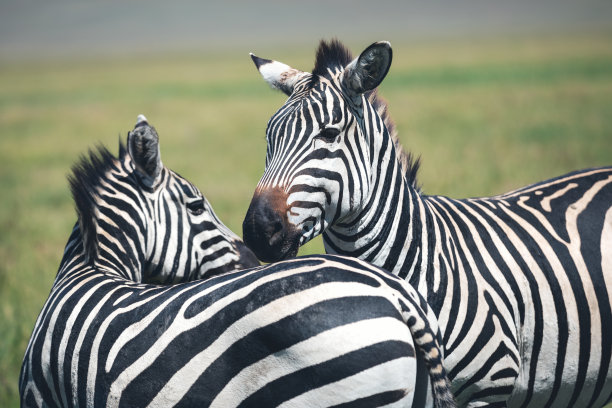 非洲野生动物,坦桑尼亚国家公园
