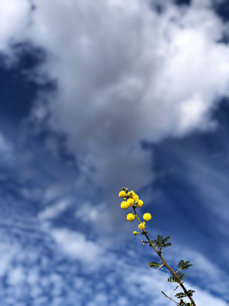 蓝天白云小蜜蜂
