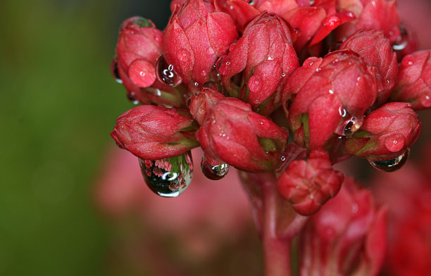 花儿与水滴