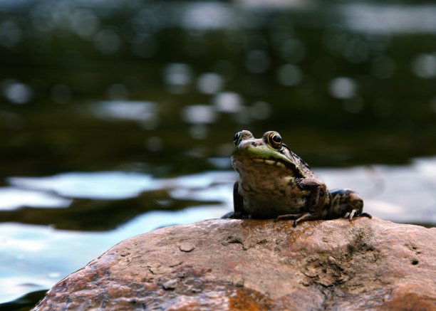 石蛙