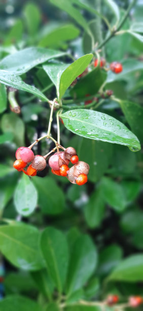 雨后的浆果树