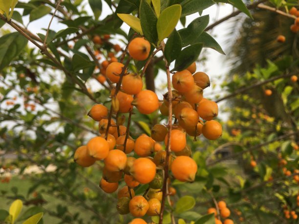 一串杏