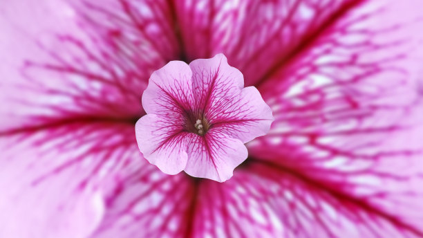 紫红花朵