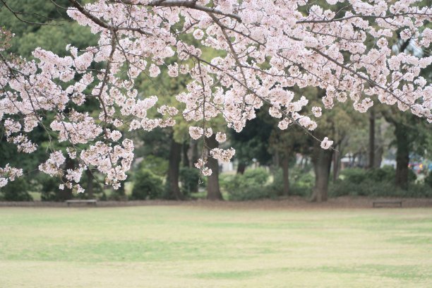 马樱花