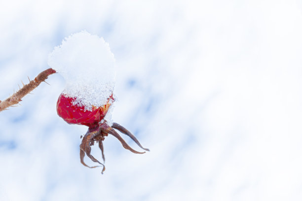 秋分霜降小雪冬大寒