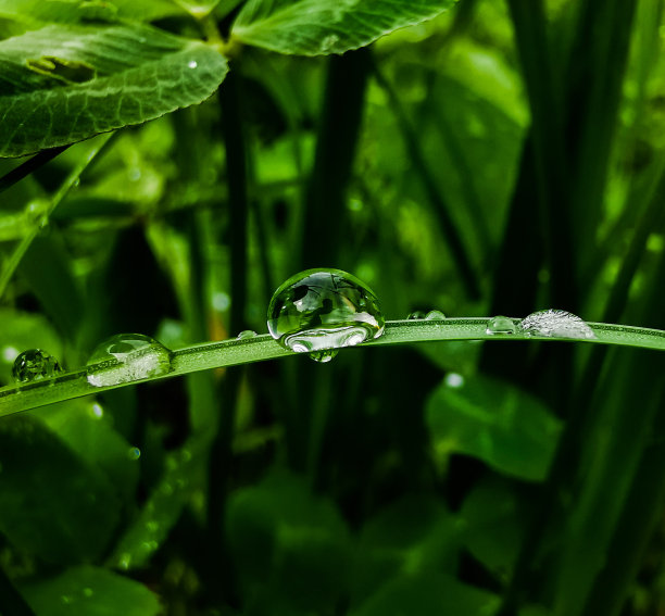 草地绿叶露水植物背景