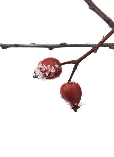 冰雪中的果实