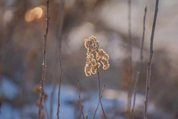 秋分霜降小雪冬大寒