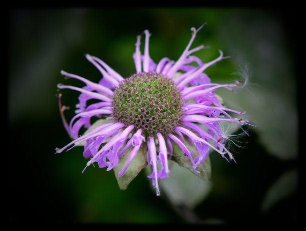 紫色科幻花朵