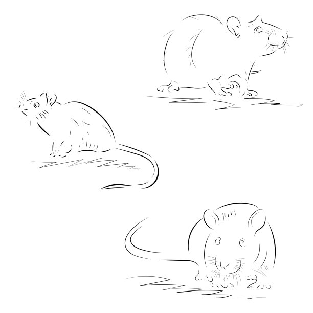 老鼠插画