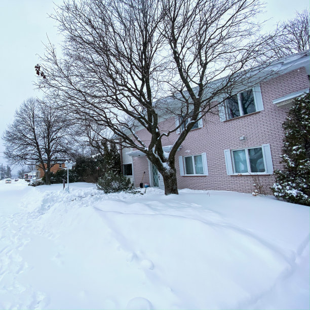 下雪的冬天雪松和房子