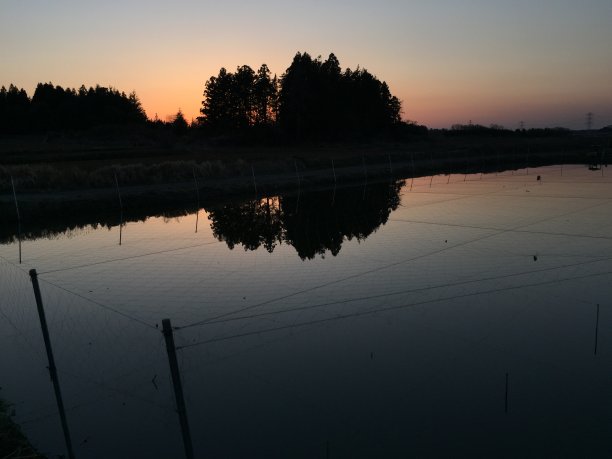夕阳下稻田美景