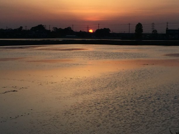 夕阳下稻田美景