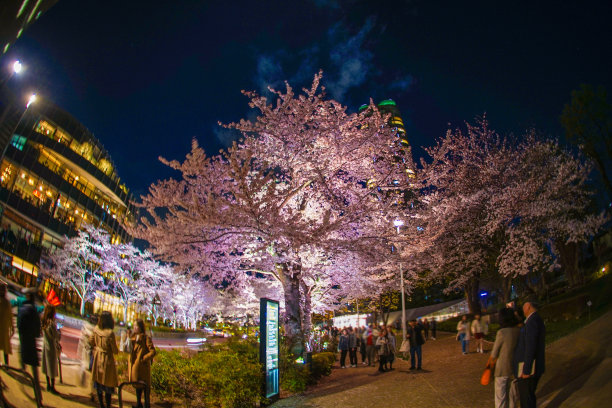 夜幕下的樱花树