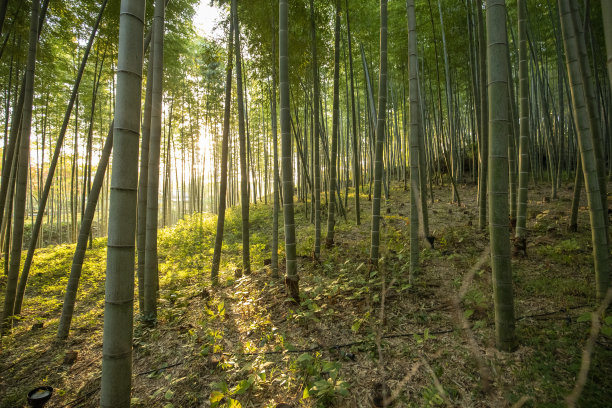 2019禅意