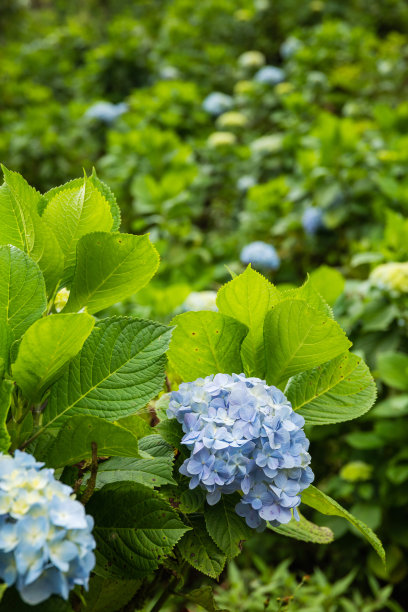 蓝色绣球花特写