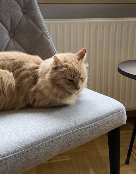 猫和椅子