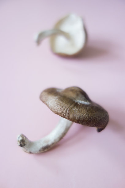 小清新小蘑菇
