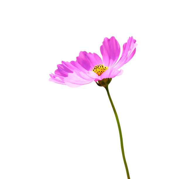 粉色雏菊花
