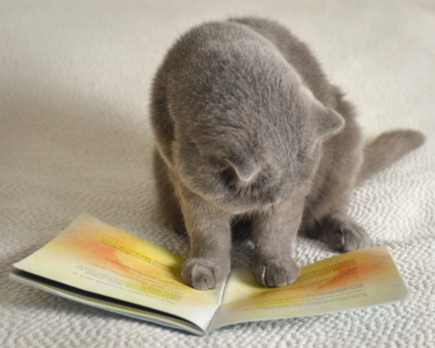 猫咪读书