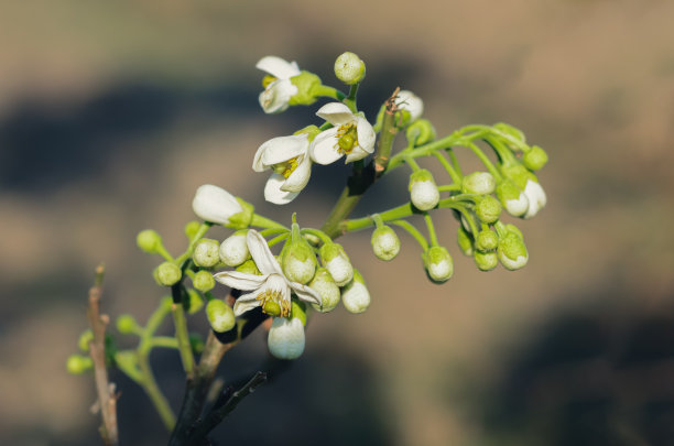 柚子开花