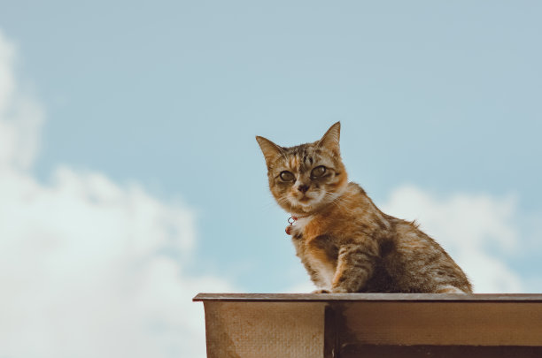 屋顶的猫咪