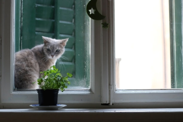 窗户边的小猫