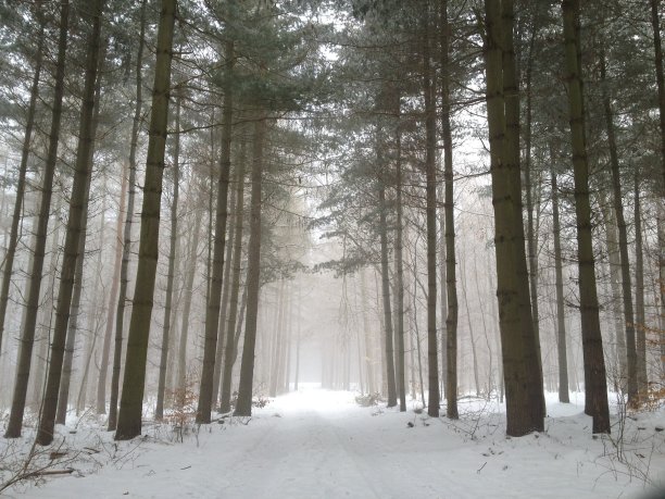 冬天的松树 松树林