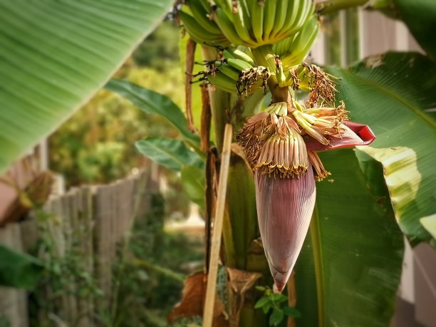 香蕉花