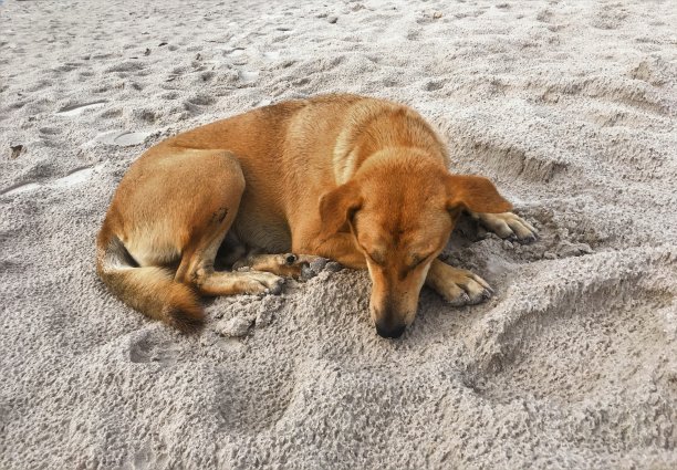 孤单狗犬小狗孤独寂寞