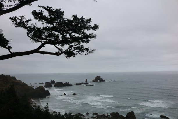 海岸植物