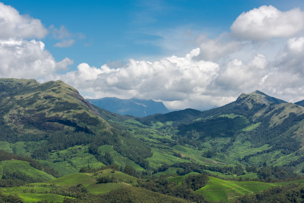 高山白茶