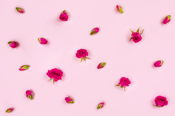 粉色美丽玫瑰花海报背景