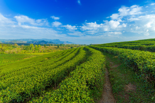 田园风光,地形,户外