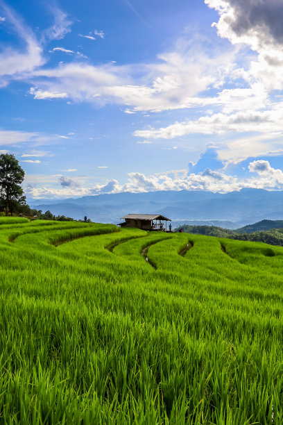 梯田上的家园