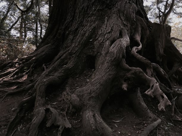 森林中的老树根