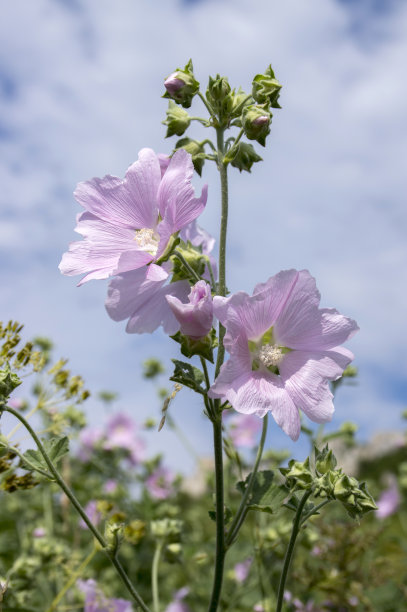 蜀葵特写