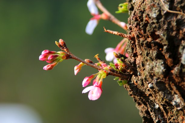 高清樱花树林