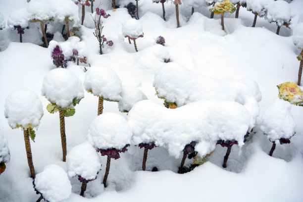 白色背景上的蓝色雪花-冬季圣诞装饰