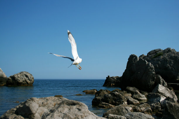 海岛上的海鸥